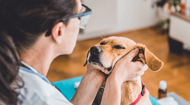 Annual Wellness Exams For Pets