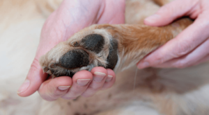 Pain Management For Pets