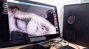 Digital Radiology For Pets
